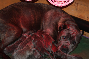old world cane corso puppy